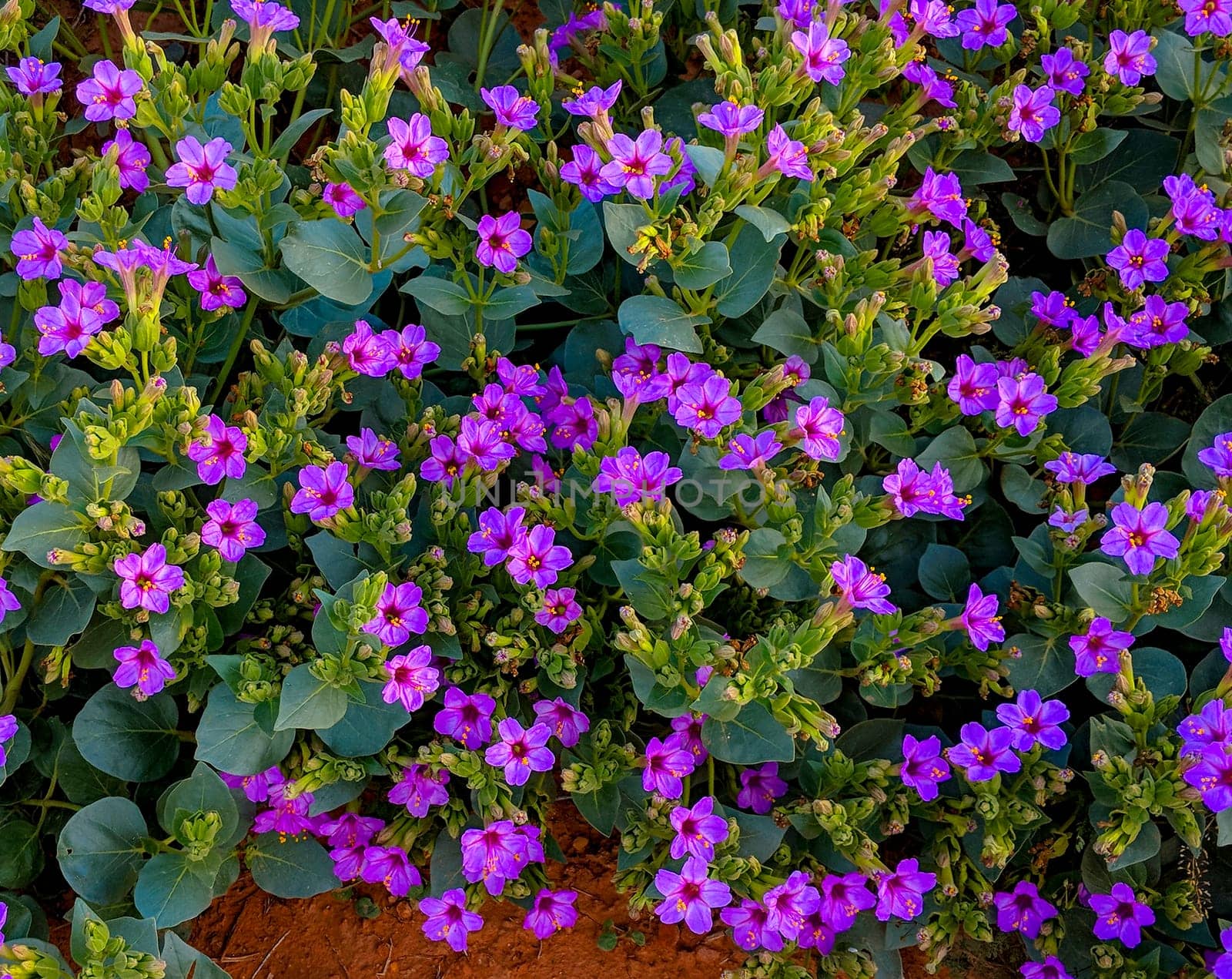 The 4 O'Clock plant blooms in the spring in the Northern Arizona desert.