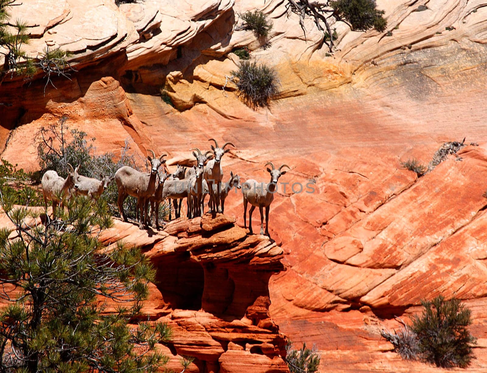 A HERD OF CURIOUS BIGHORN SHEEP ARE SAFELY PERCHED ON A ROCK OUTCROPPING AT ZION NATIONAL PARK,UTAH