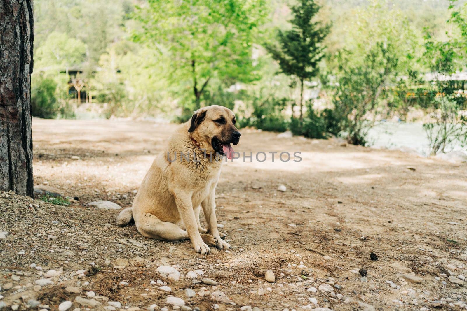 Abandoned homeless stray furry dog lonely sitting in sadness with tongue out on the ground outside in the forest park by Ostanina