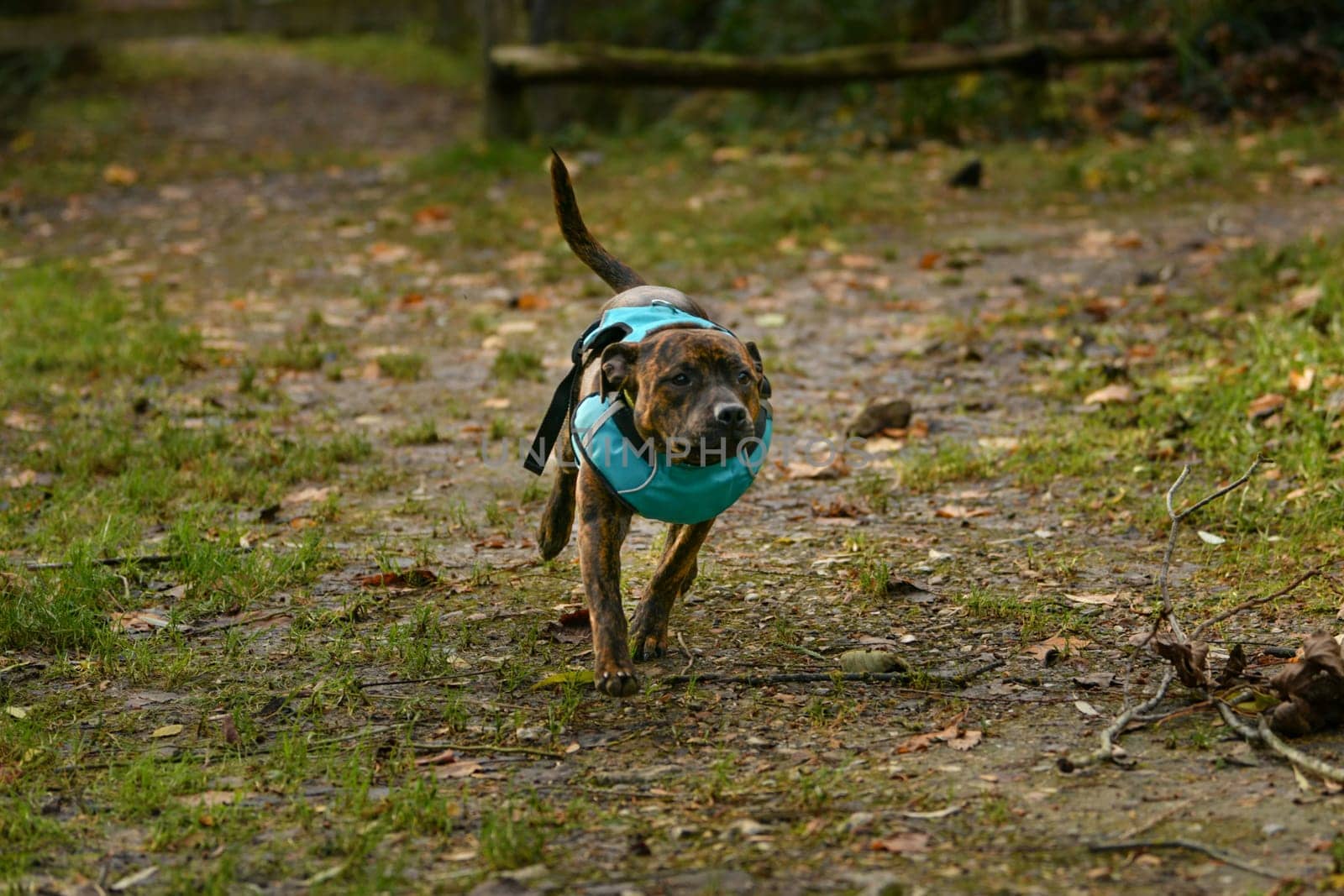 Staffordshire terrier walks in the park on a leash