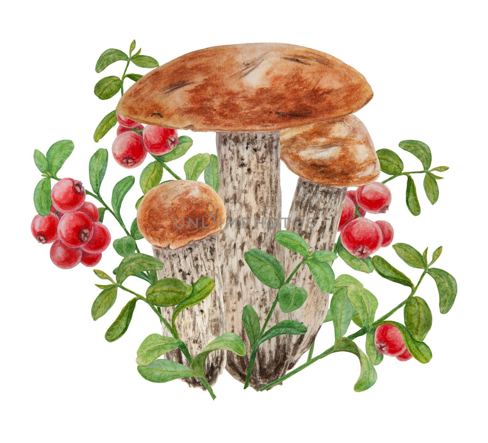 Watercolor hand drawn compostion of forest wild berries and mushroom. Realistic botanical illustration of red juisy cranberry and boletus. Great for printing on fabric, postcards, invitations, menus, book of recipes, labels, stickers