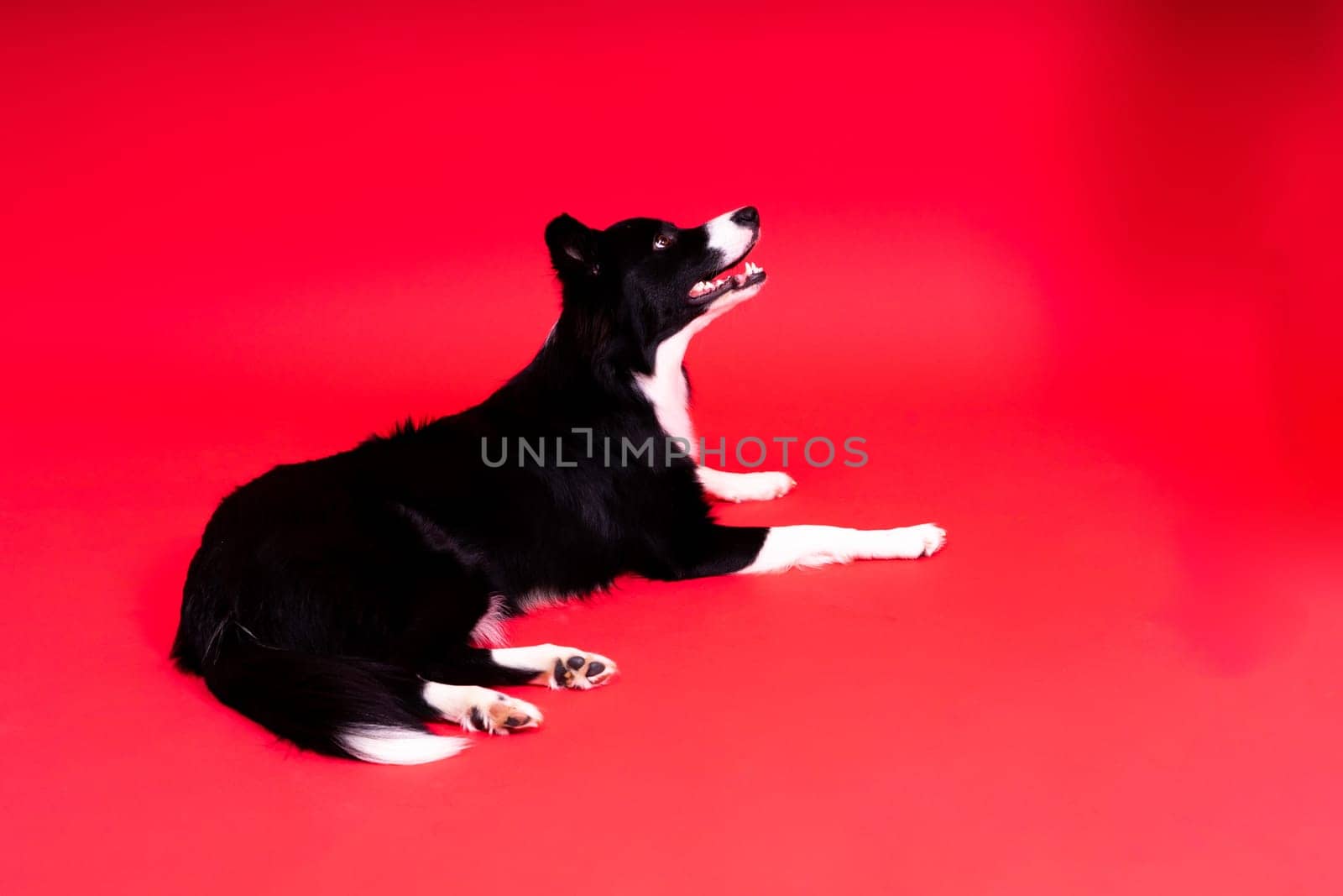 Happy black dog border collie portrait on a yellow and red background