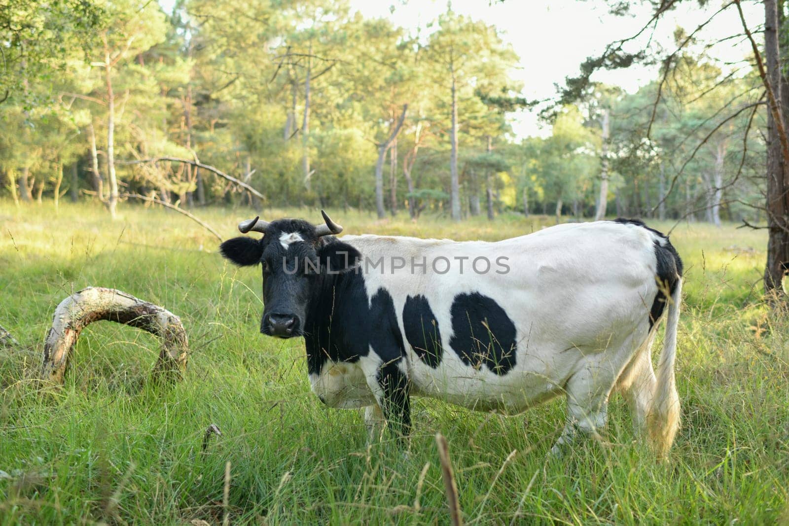 Spotted cow grazing in the meadown in Normandy, France