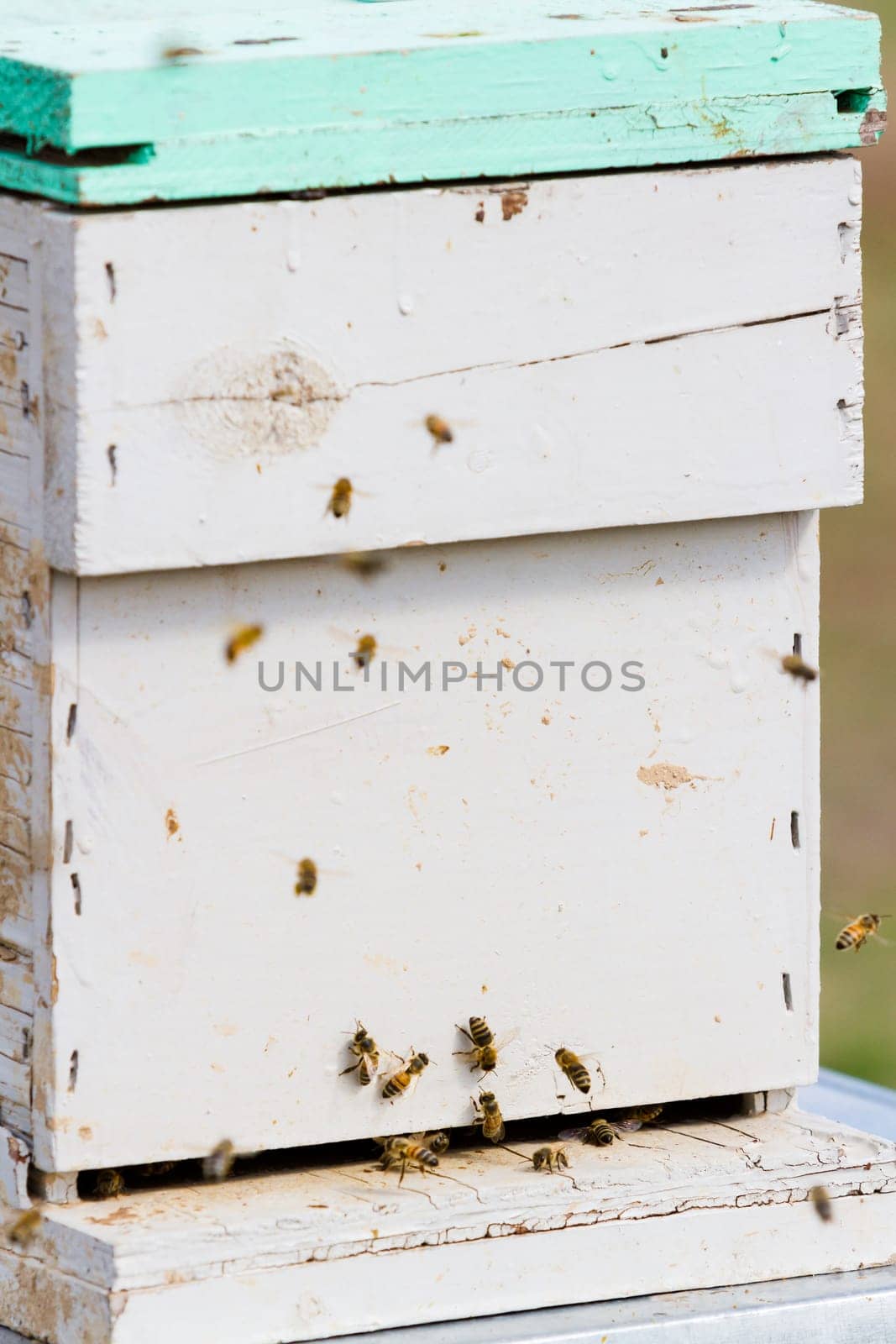 Beekeeping by arinahabich
