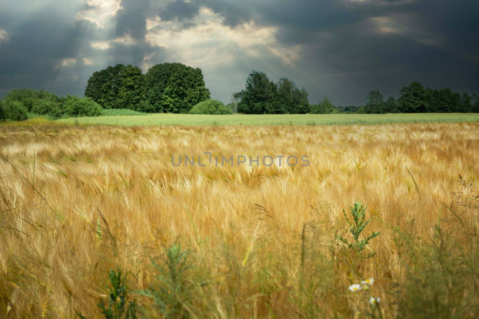 Barley field and cloudy sky, June day in eastern Poland by darekb22