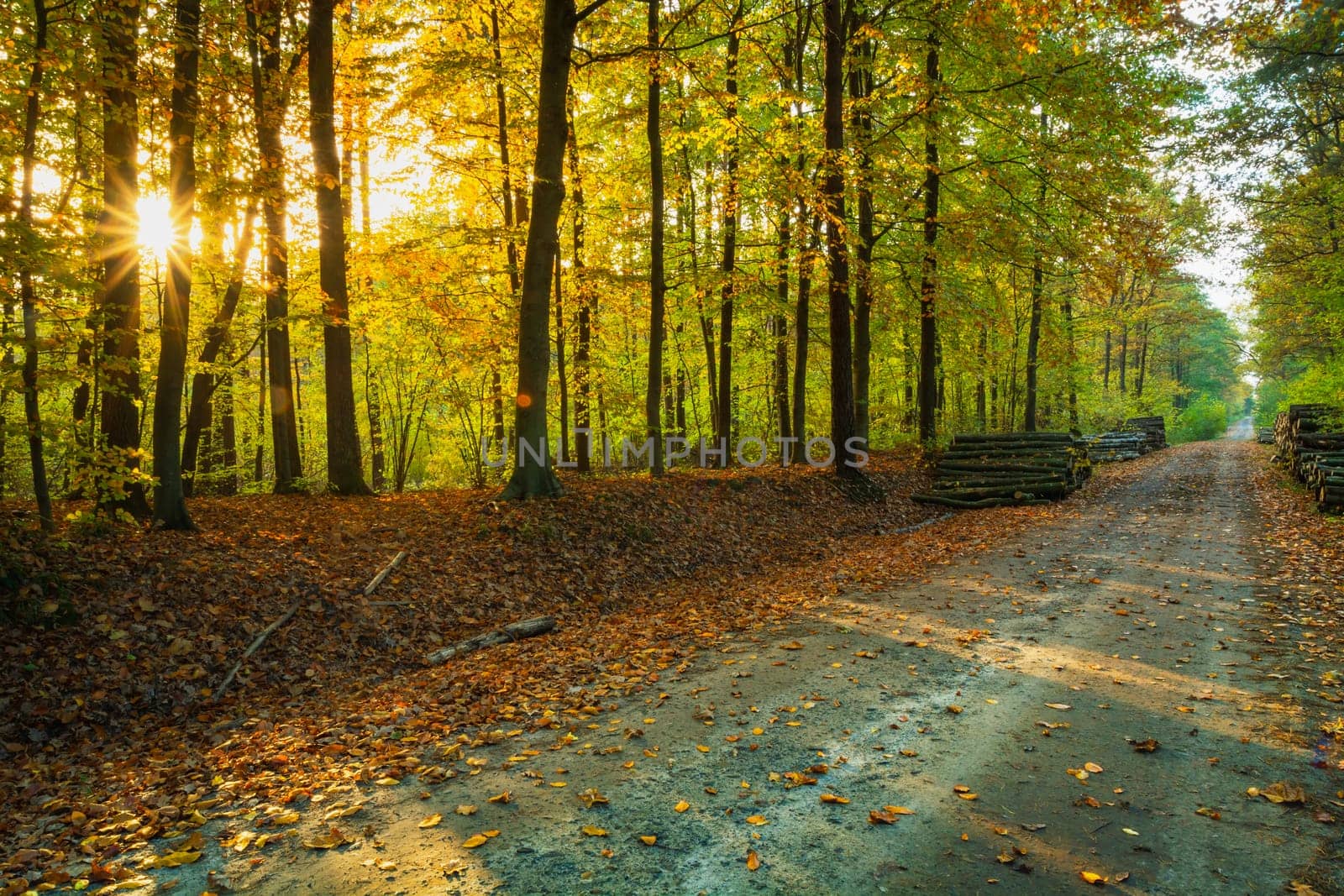 The sun in the autumn october forest with a dirt road