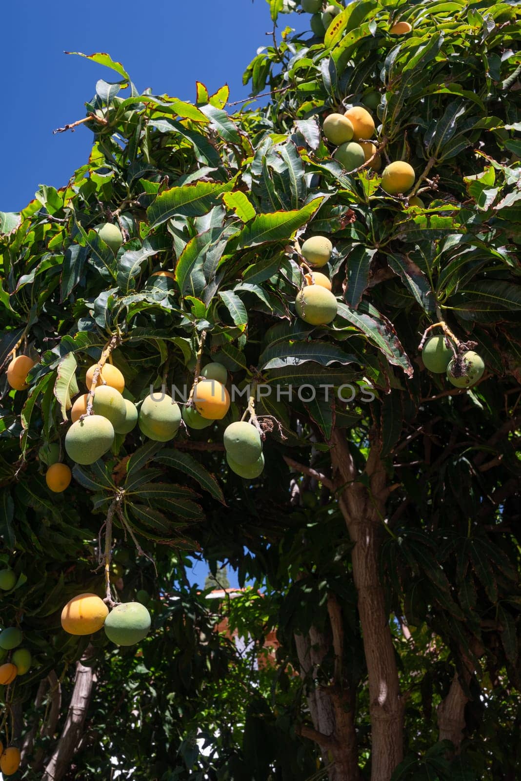 Ripe yellow and green nispero fruit growing on a tree. Japanese loquat, asian tropical fruit. Japanese medlar in the wild nature of Tenerife, Canary islands, Spain. Summer or autumn nature wallpaper