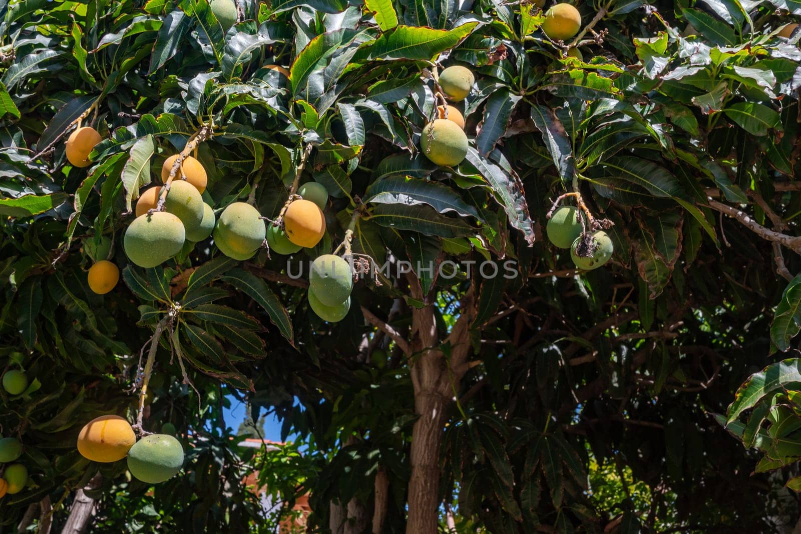 Ripe yellow and green nispero fruit growing on a tree. Japanese loquat, asian tropical fruit. Japanese medlar in the wild nature of Tenerife, Canary islands, Spain. Summer or autumn nature wallpaper