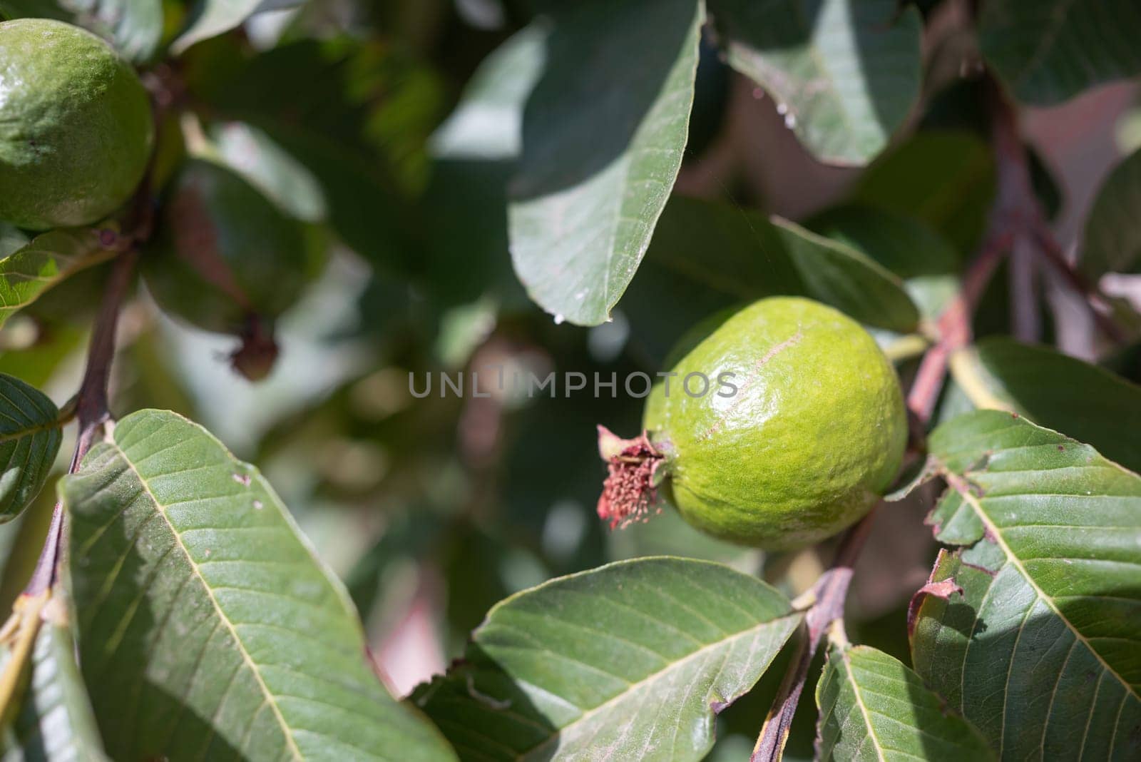 Guave fruit growing on a tree branch among green leaves. Psidium guajava, common guava, lemon guava or apple guava getting ripe in the sunlight