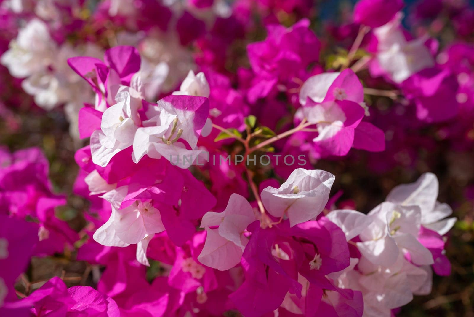 White and pink flowers of bougainvillea on blue sky background on a sunny day. Miss universe type. Sunlit pink flowers closeup. Exotic flora of Tenerife, Canary islands, Spain. Summer nature wallpaper