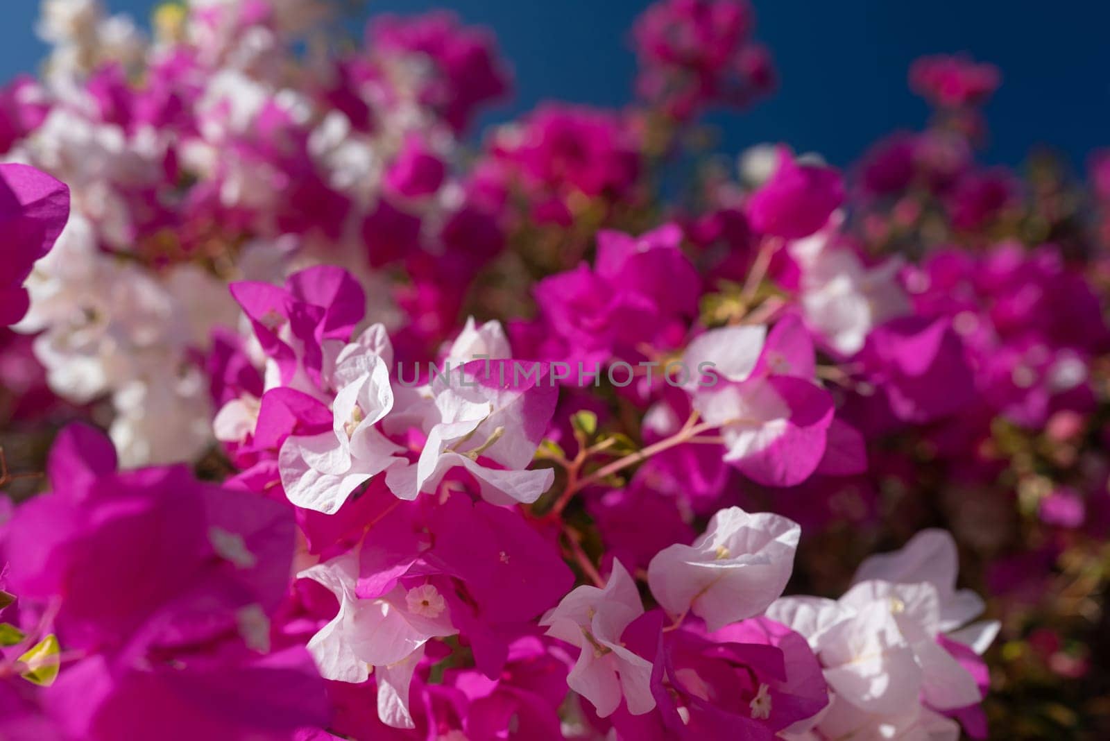 White and pink flowers of bougainvillea on blue sky background. Miss universe by amovitania