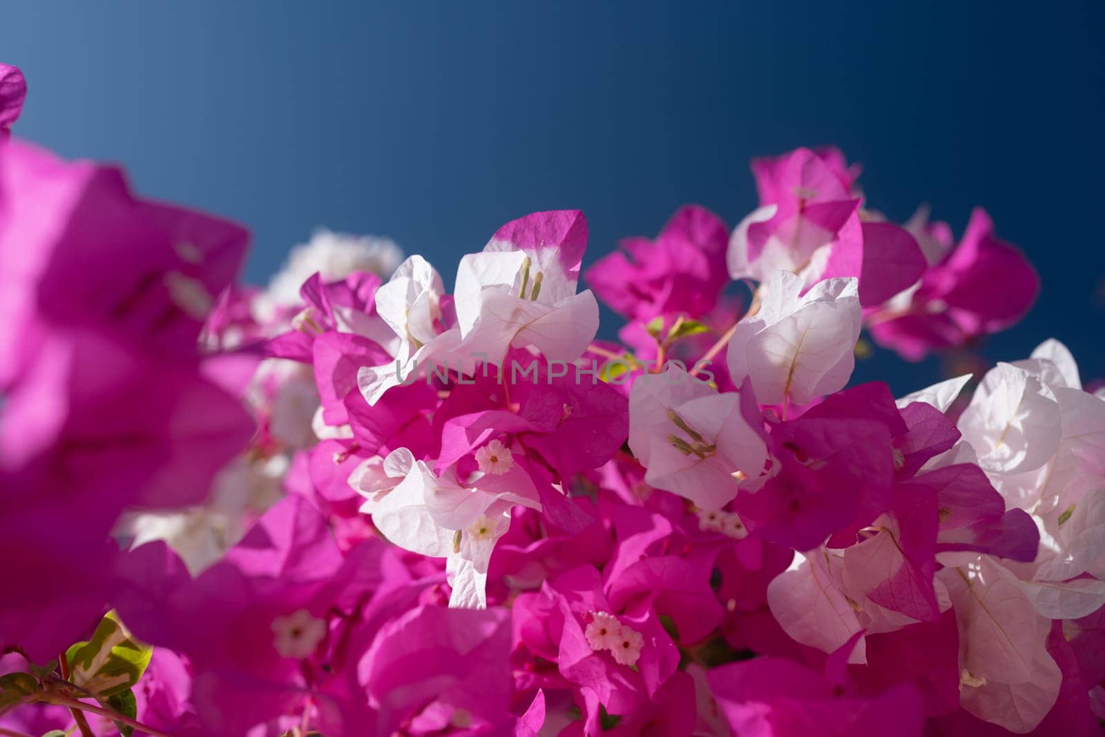 White and pink flowers of bougainvillea on blue sky background on a sunny day. Miss universe type. Sunlit pink flowers closeup. Exotic flora of Tenerife, Canary islands, Spain. Summer nature wallpaper