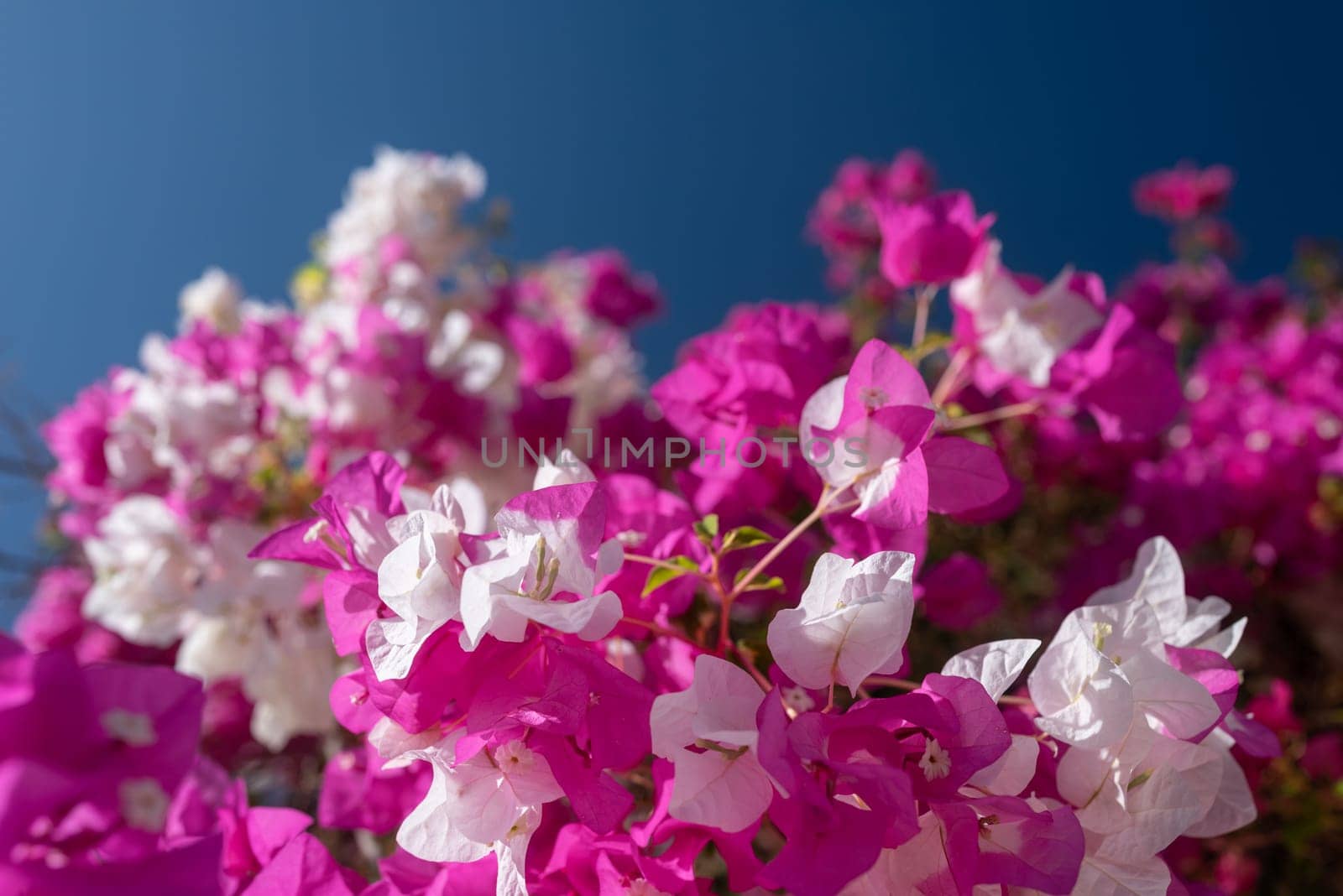 White and pink flowers of bougainvillea on blue sky background. Miss universe by amovitania