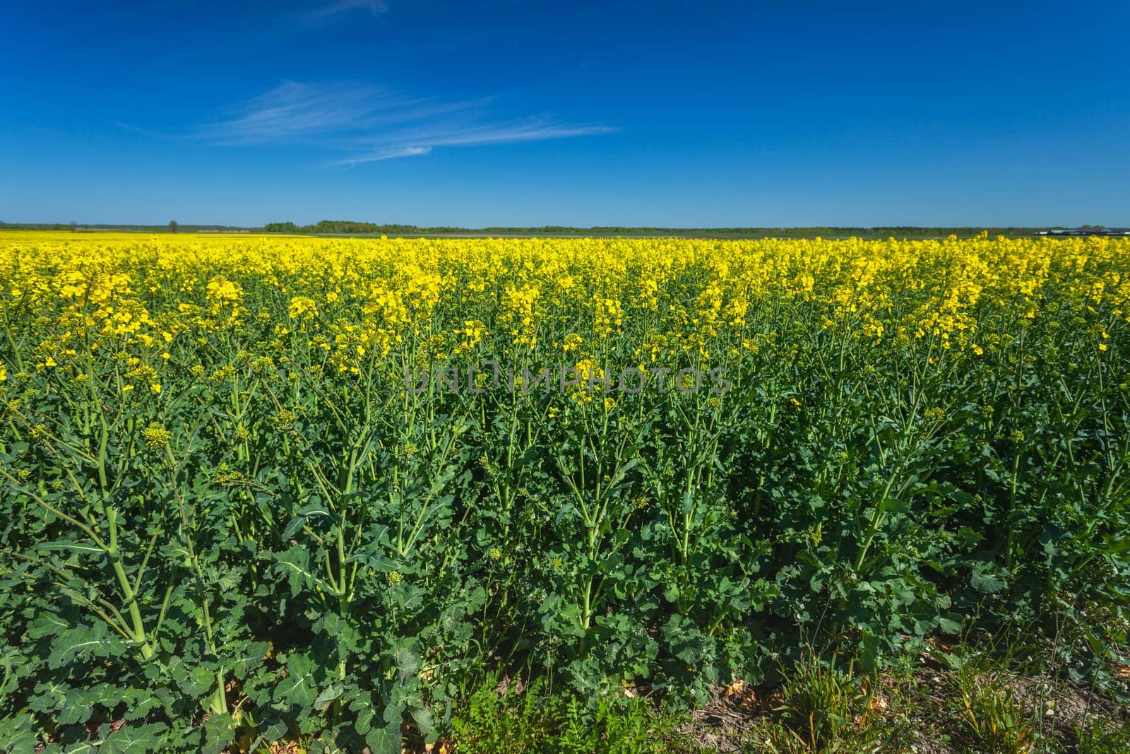 Yellow rapeseed field and blue sky, eastern Poland