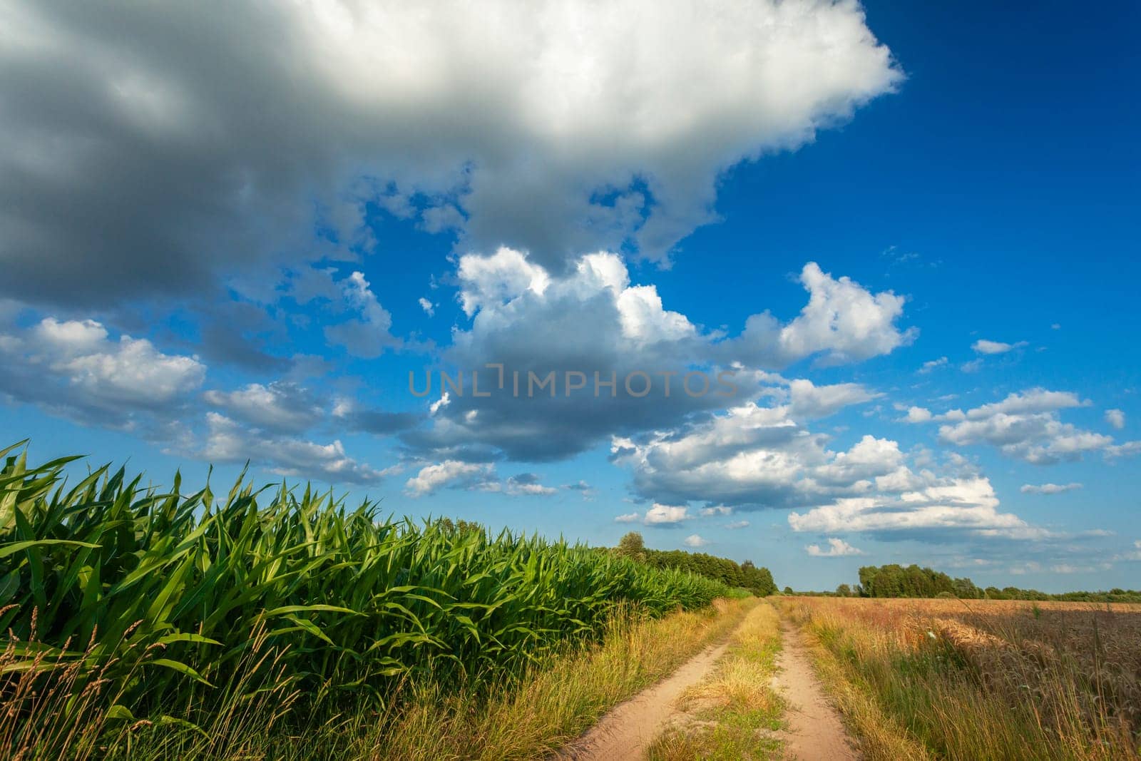 A dirt road next to a cornfield and small clouds in a summer sky by darekb22