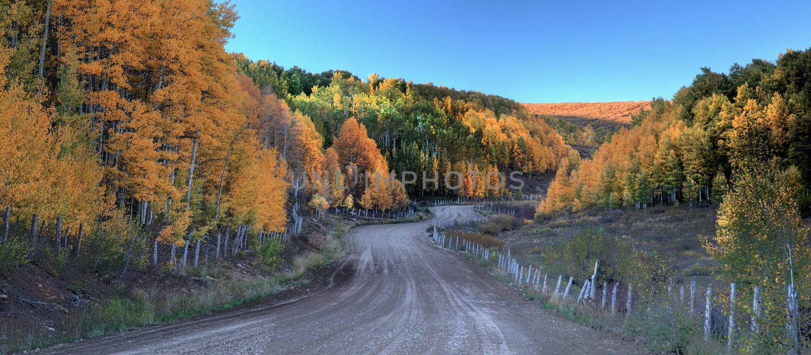 Fall colors have arrived with the bright colors from the Aspen tree forests at Kolob Terrace adjacent to Zion National Park, Utah