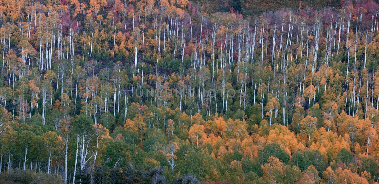 Fall colors have arrived with the bright colors from the Aspen tree forests at Kolob Terrace adjacent to Zion National Park, Utah