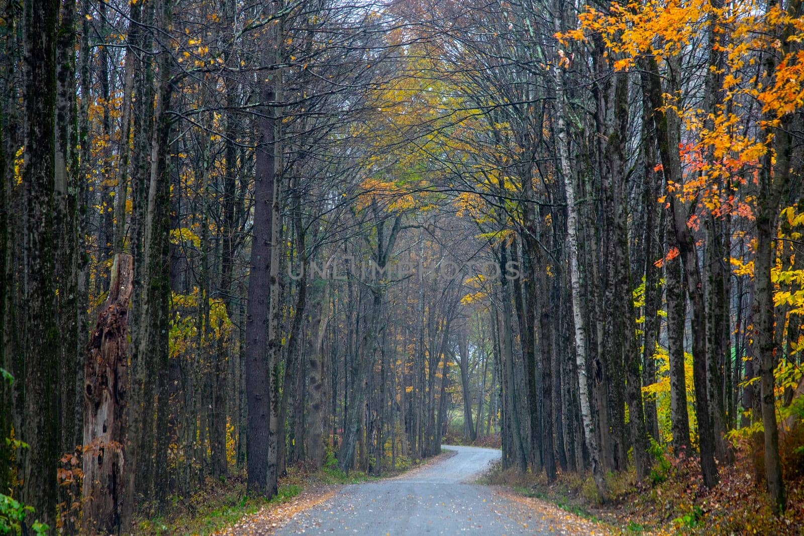 Fall colors have arrived in rural New Hampshire.