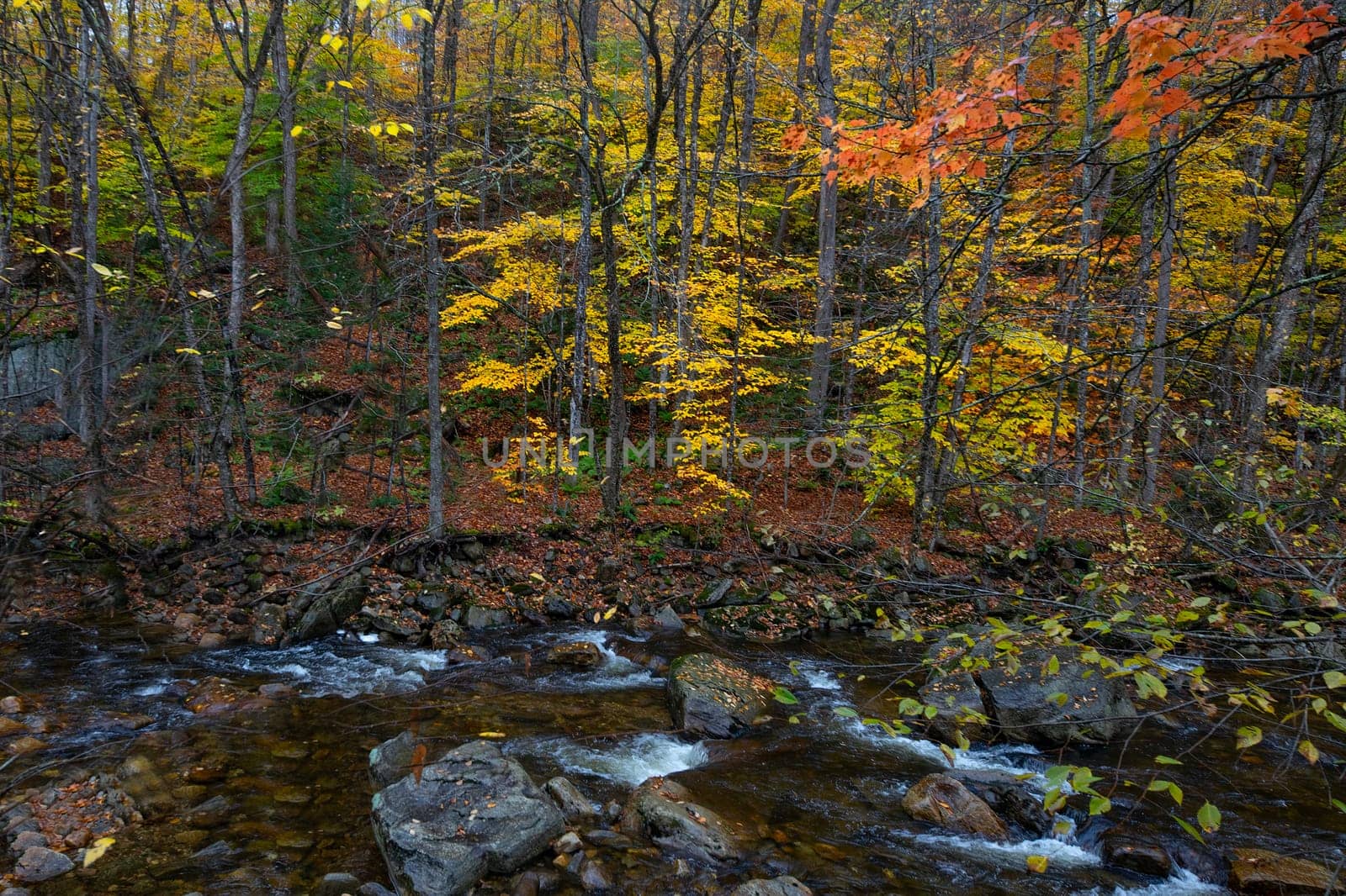 Fall colors have arrived in rural New Hampshire.