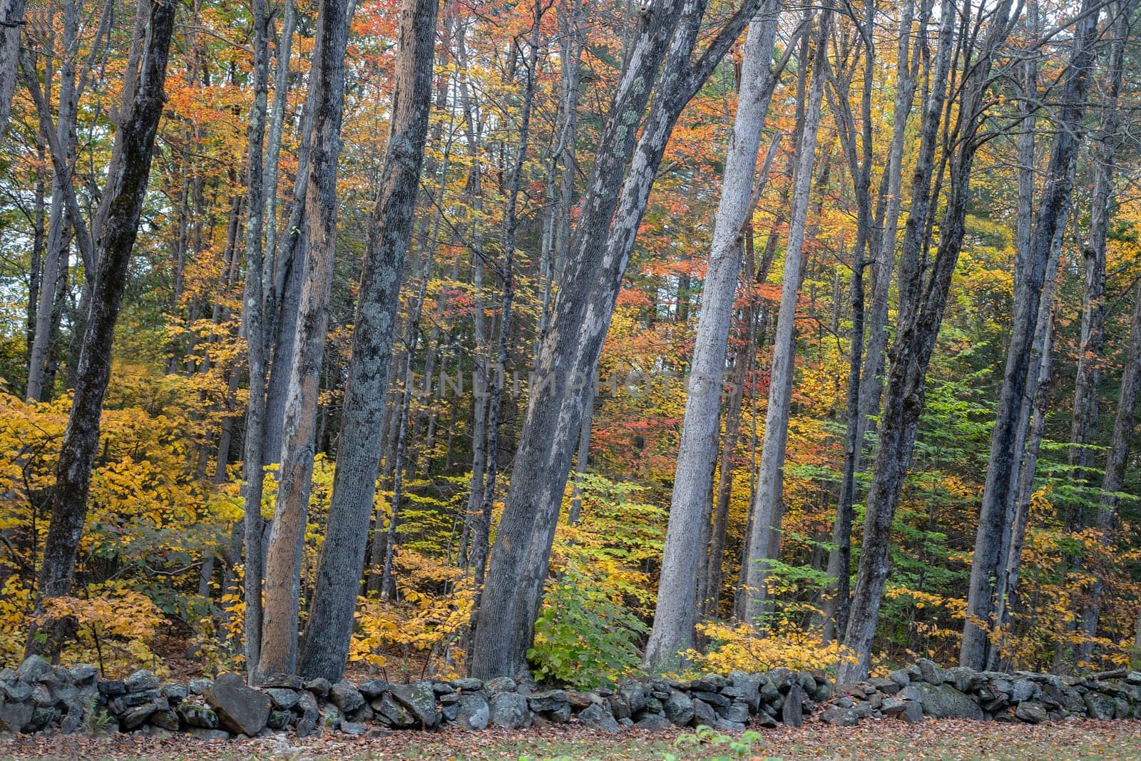 Fall colors have arrived in rural New Hampshire.