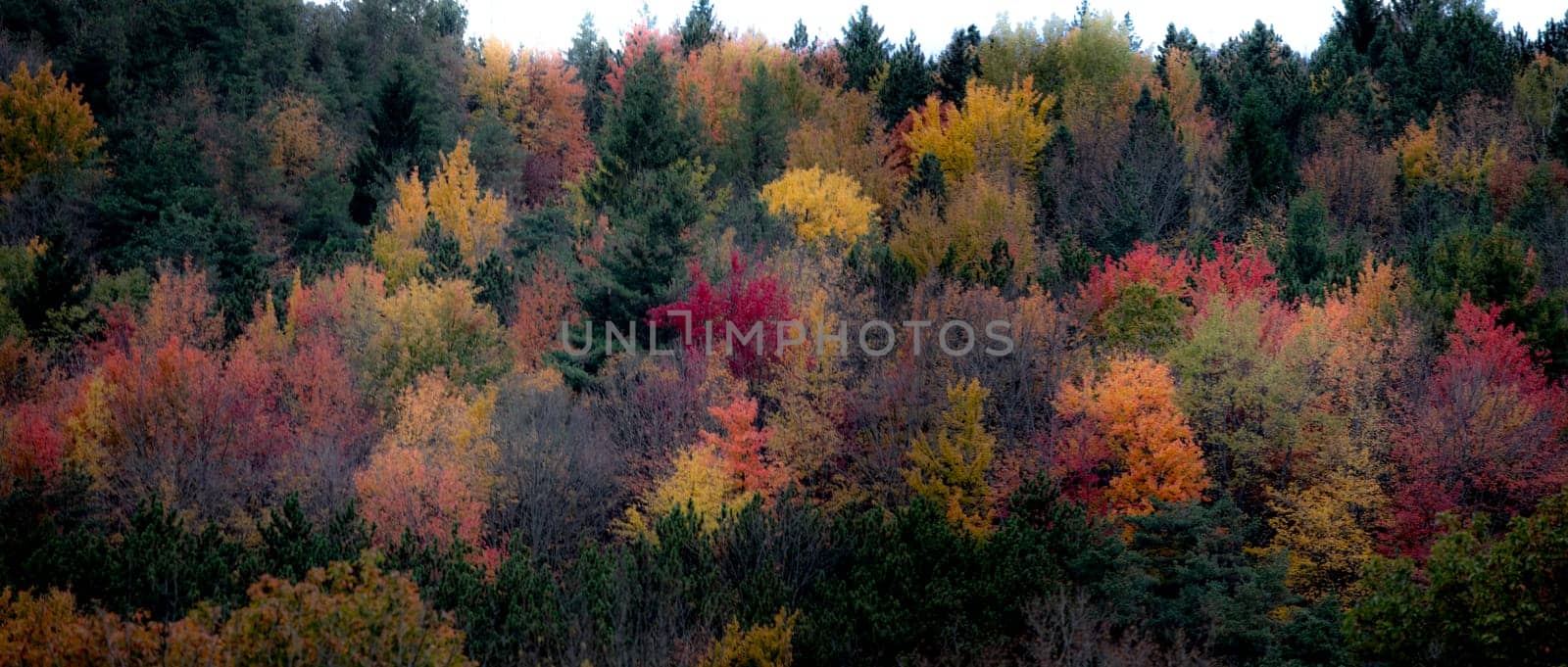 Fall colors have arrived in rural upstate New York