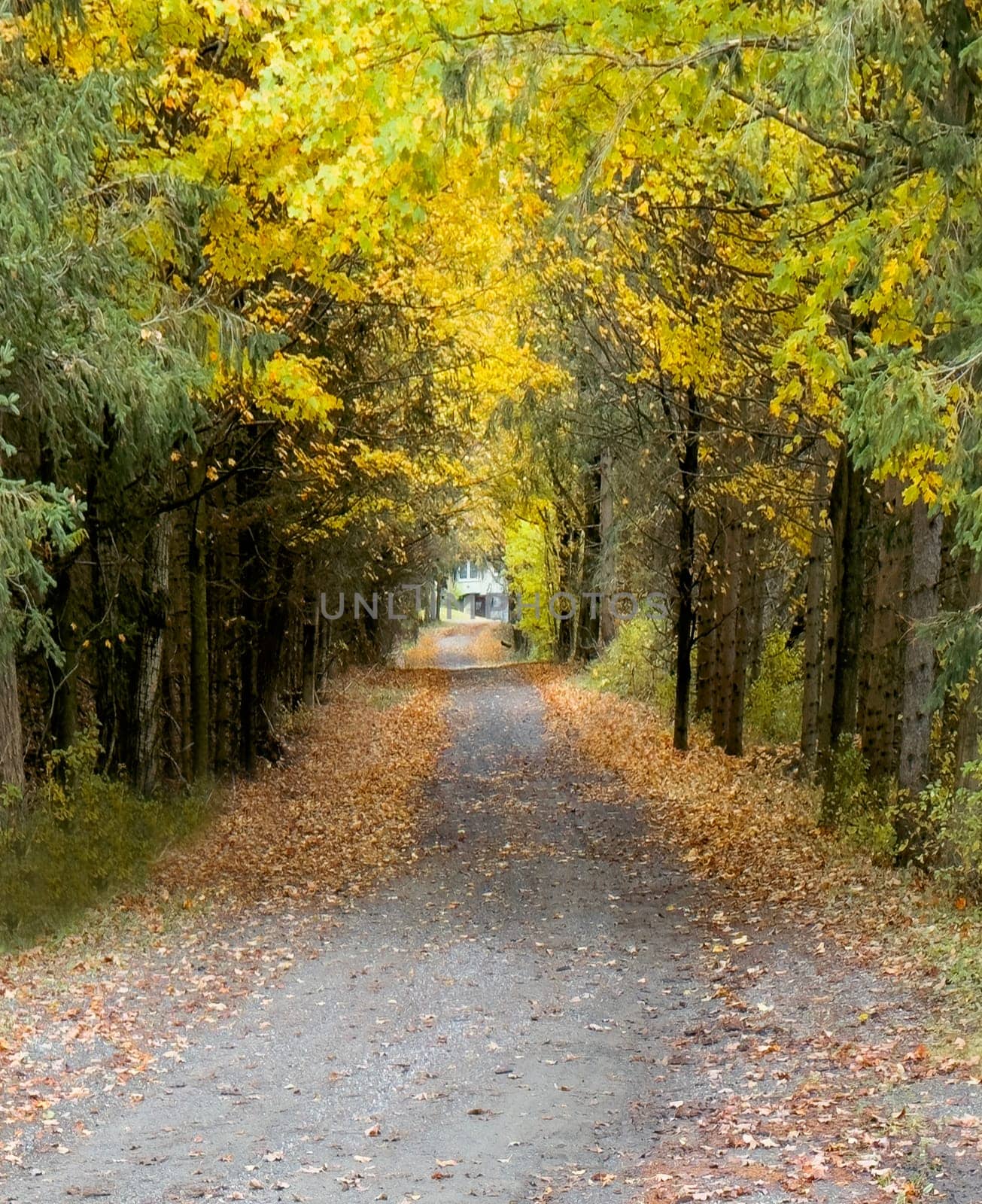 Fall colors have arrived in the countryside of a driveway in upstate New York