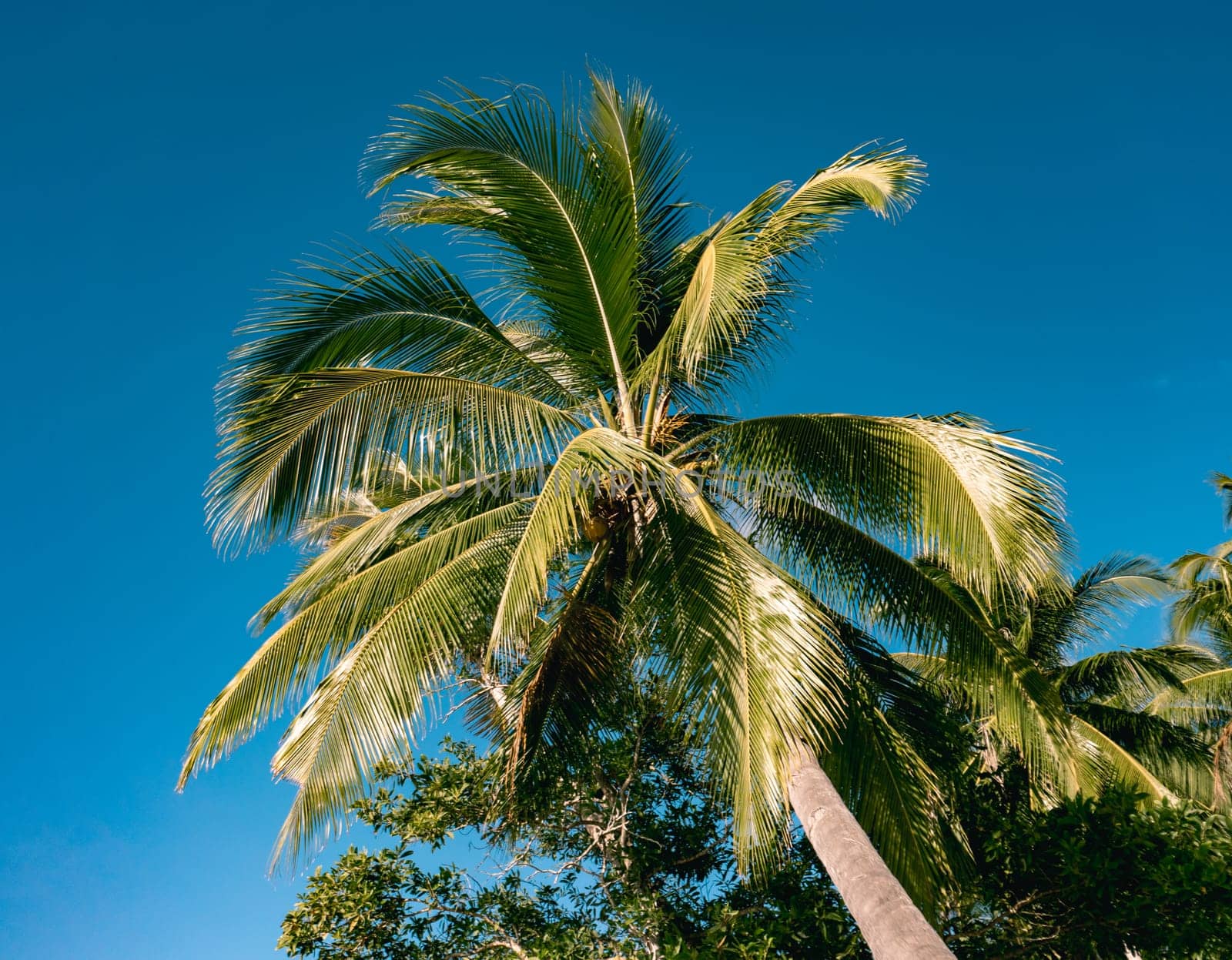 Bottom view of palm trees against a beautiful blue sky. Green palm tree on blue sky background. View of palm trees against sky.