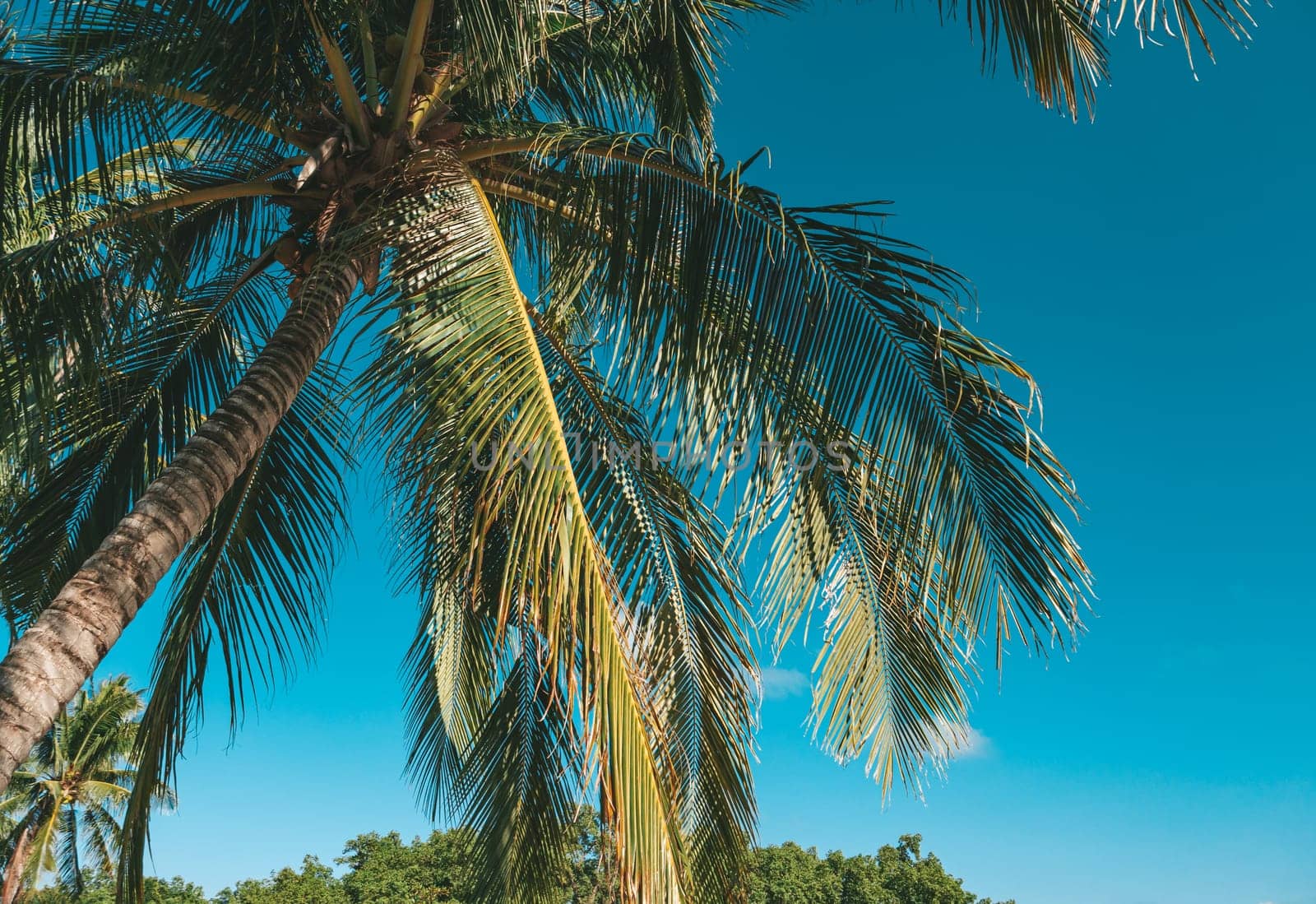 Bottom view of coconut palm tree in sunshine. Palm tree against a beautiful blue sky. Green palm tree on blue sky background. Travel concept. by Busker
