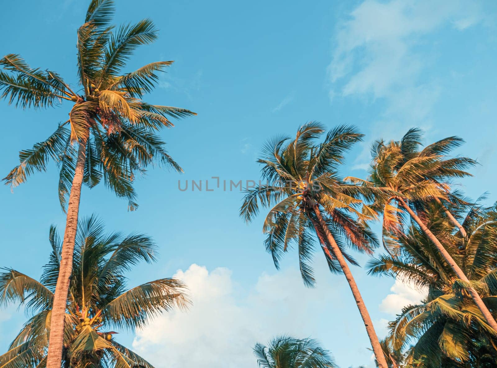 Bottom view of coconut palm trees in sunshine. Palm trees against a beautiful blue sky. Green palm trees on blue sky background. Travel concept. by Busker