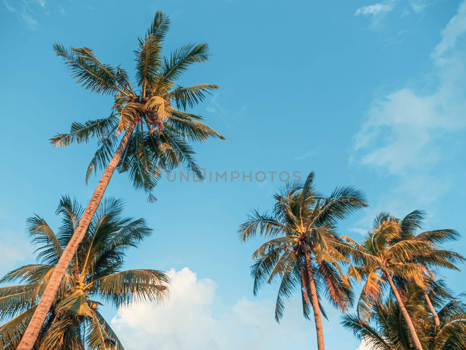 Bottom view of palm trees against a beautiful blue sky. Green palm tree on blue sky background. View of palm trees against sky.