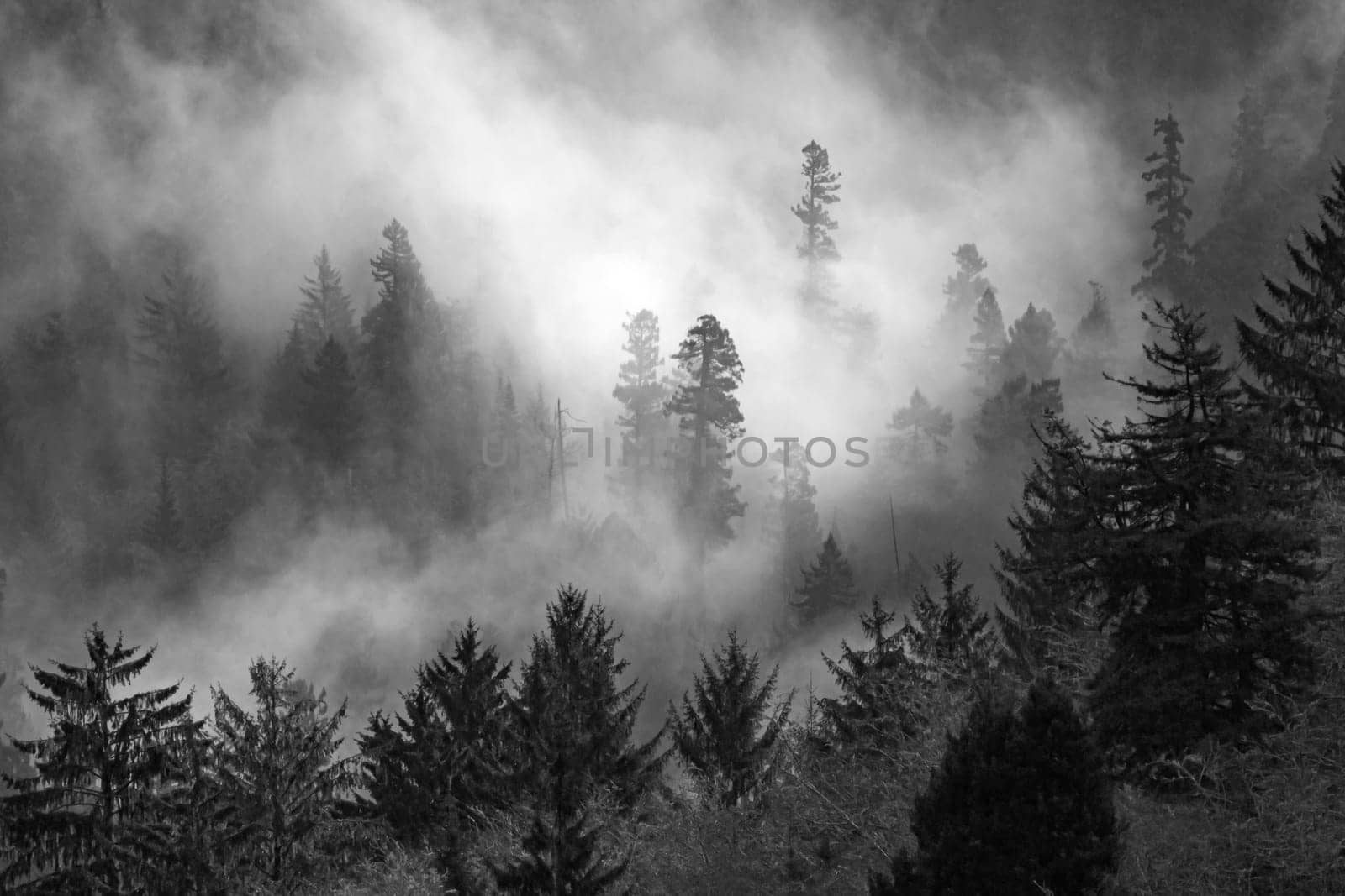 Fog from the Pacific Ocean permeates a pine forest along the Oregon Coast