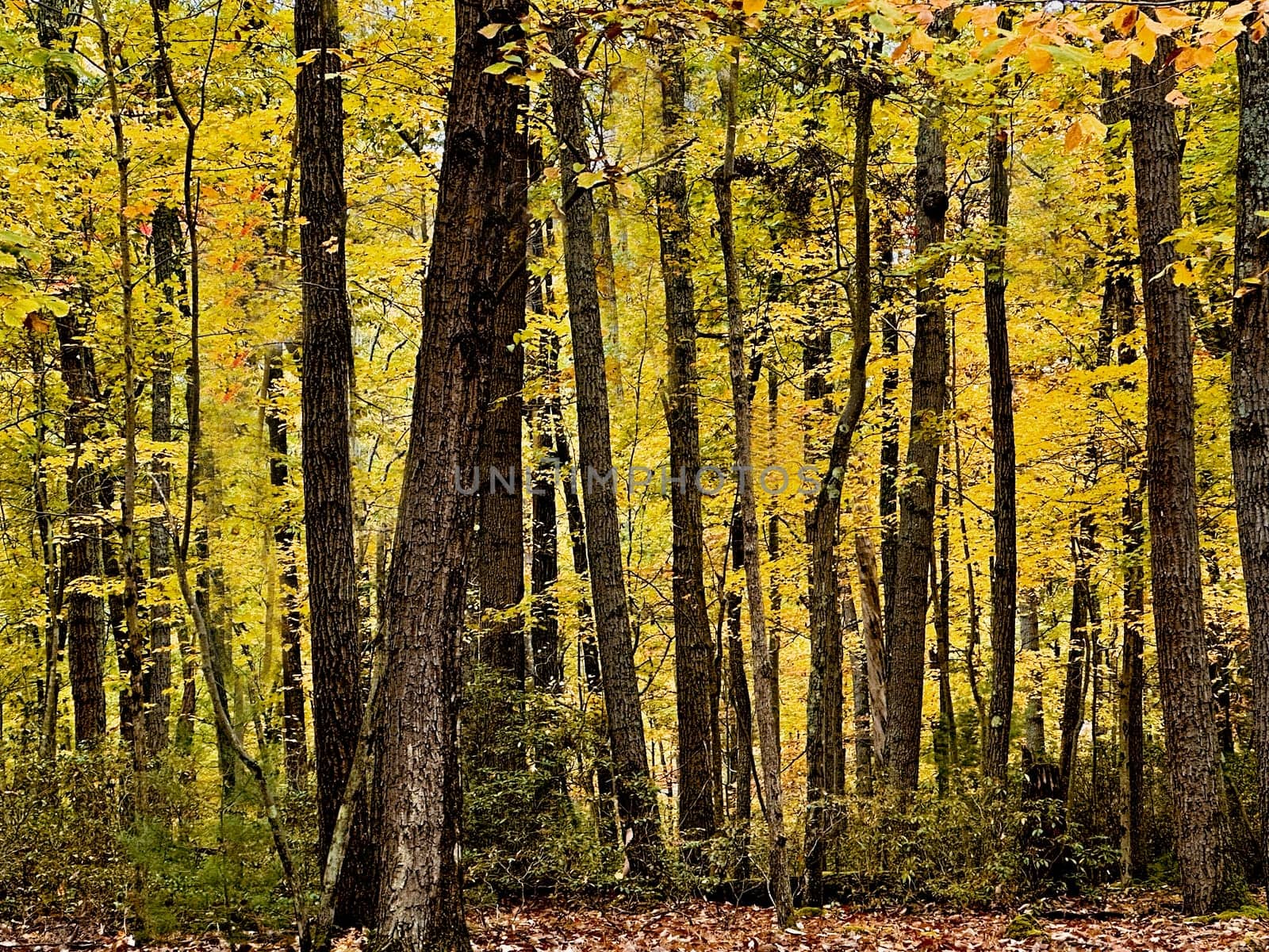 Fall colors have arrived at Cook Forest State Park, Pennsylvania