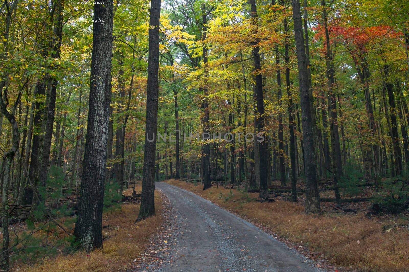 Fall colors have arrived at Cook Forest State Park, Pennsylvania