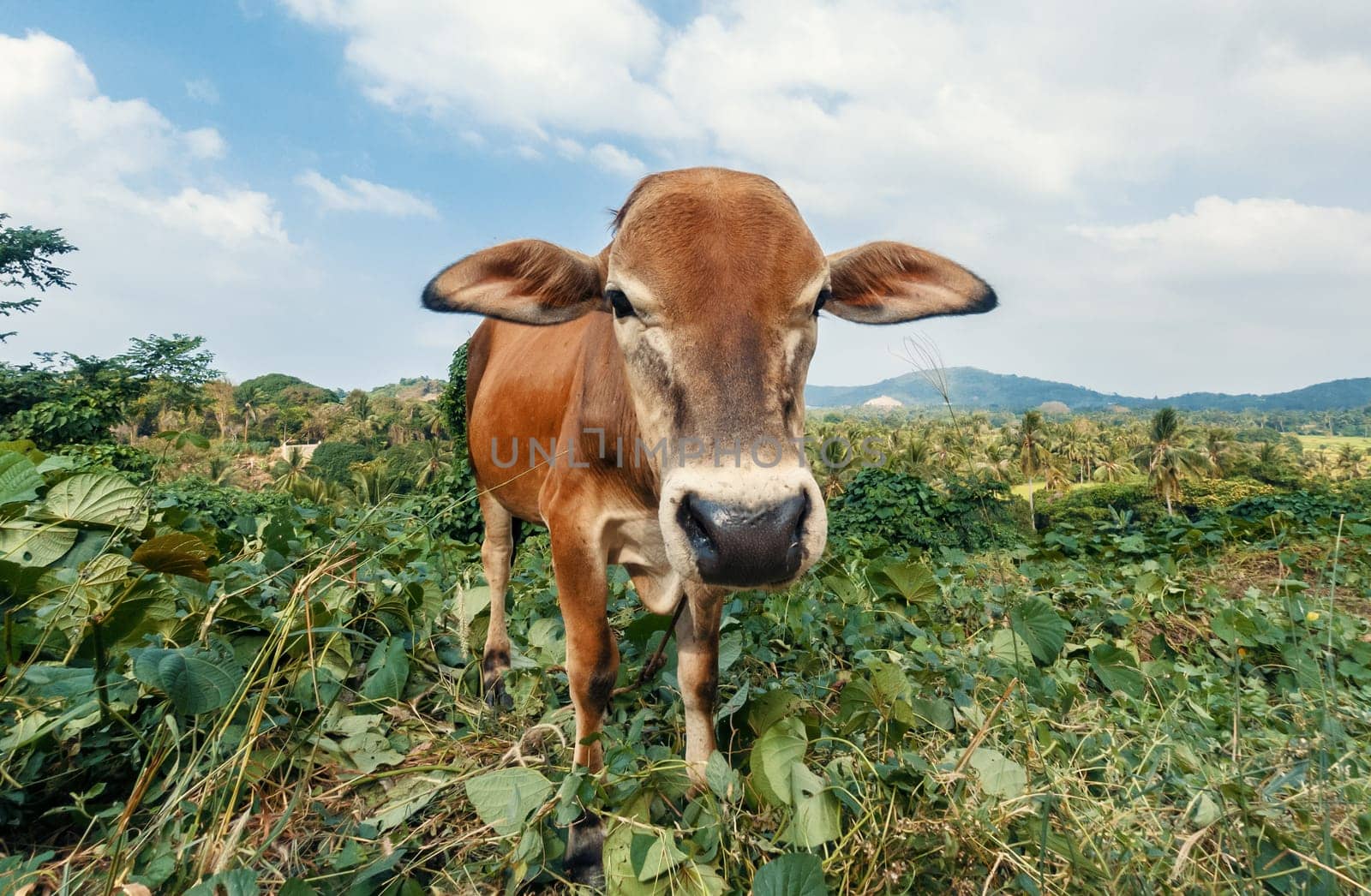 A curious brown cow with a white marked face stands in the center of a vibrant green field.