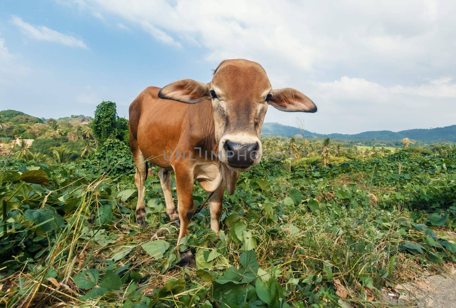 A curious brown cow with a white marked face stands in the center of a vibrant green field.