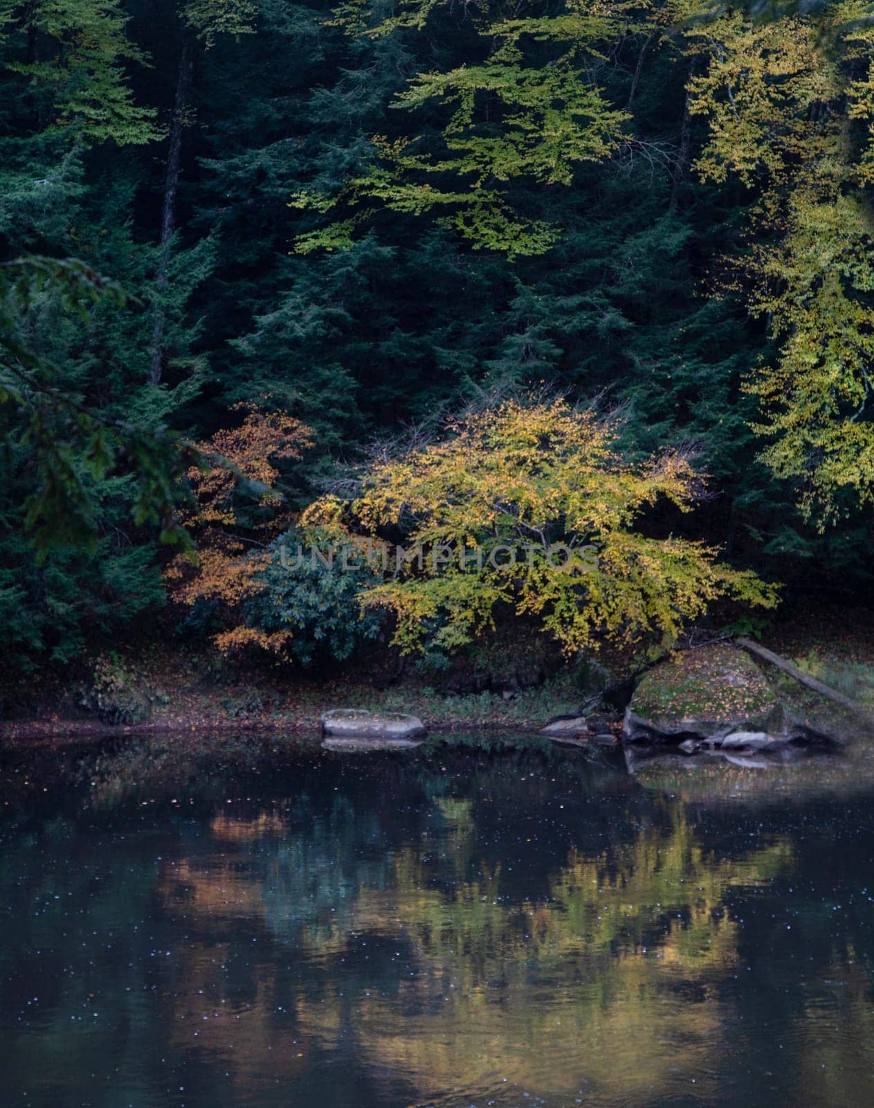 Fall colors have arrived along the Clarion River at Cook Forest State Park, Pennsylvania