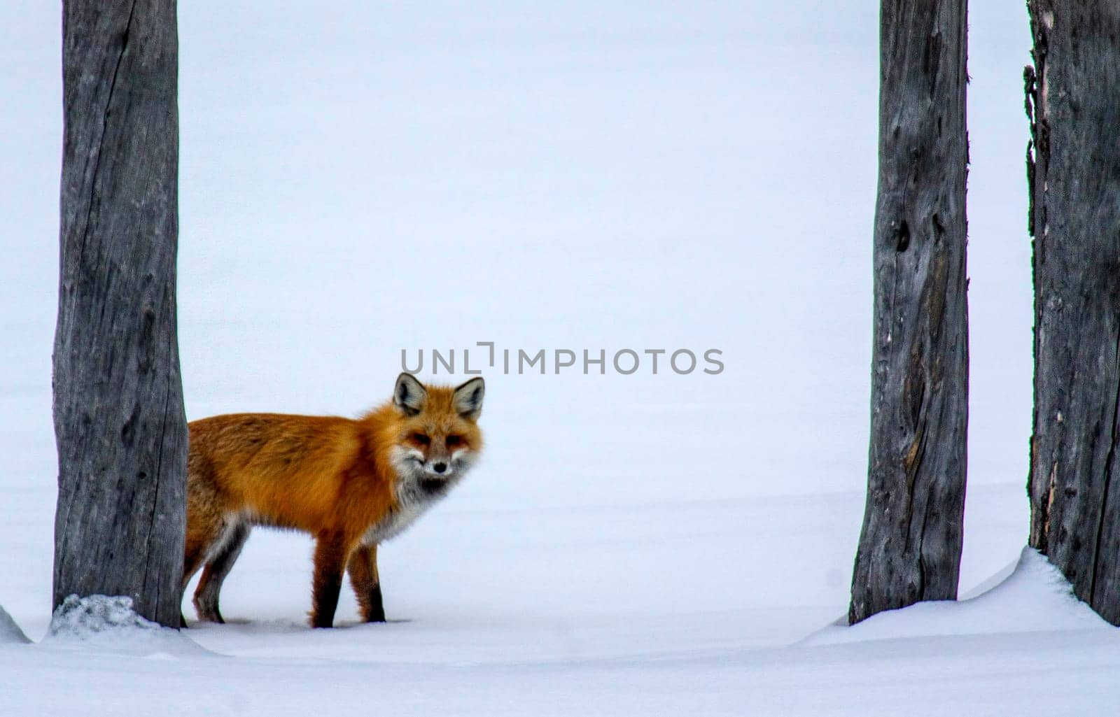 A red fox appears from behind the trees to search for its next meal.