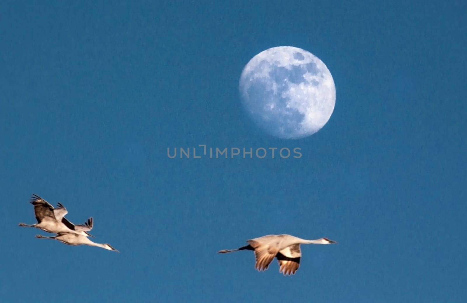 Sandhill Cranes fly before a rising moon at Bosques Del Apache, New Mexico