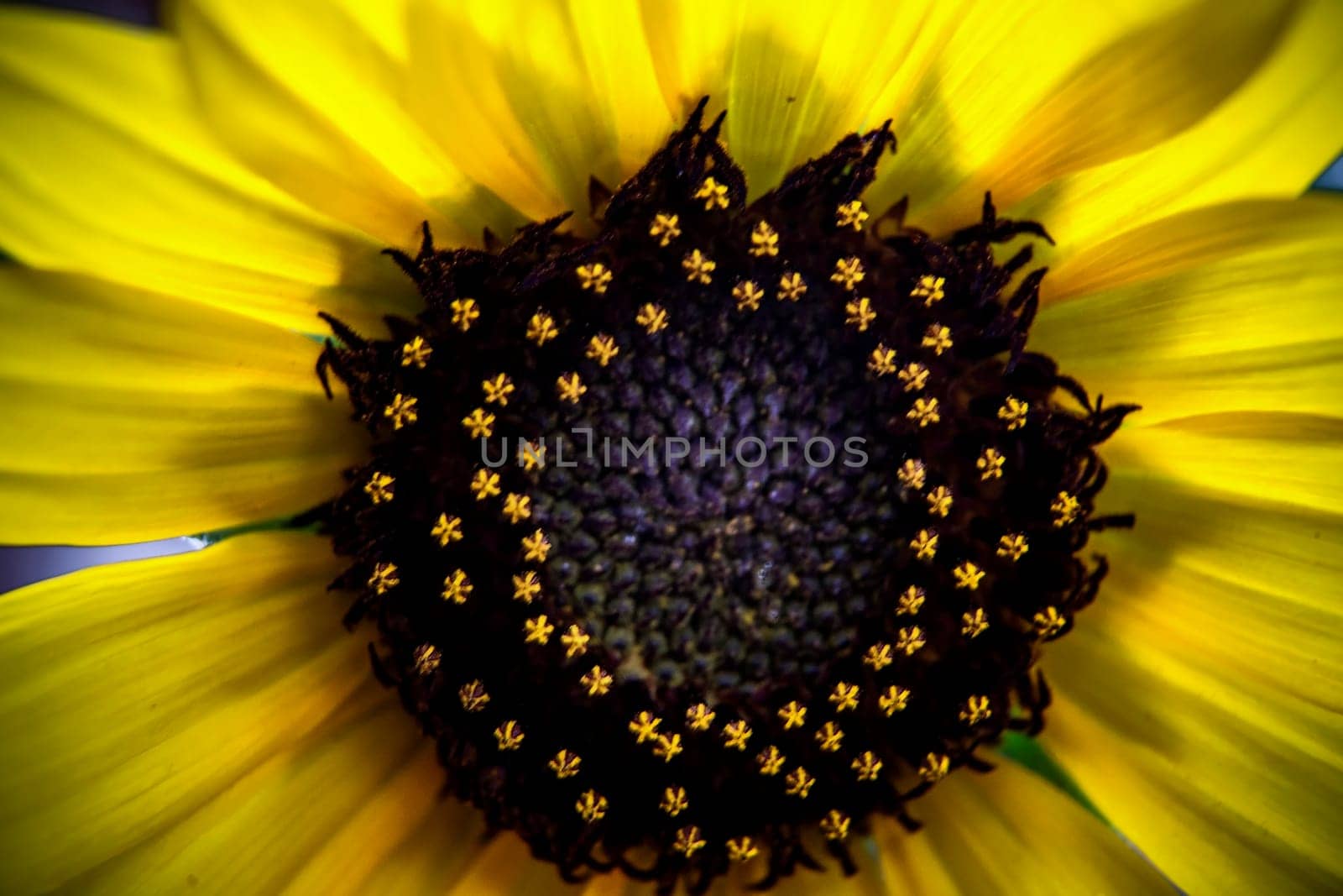 Details emerge on a closeup of a sunflower