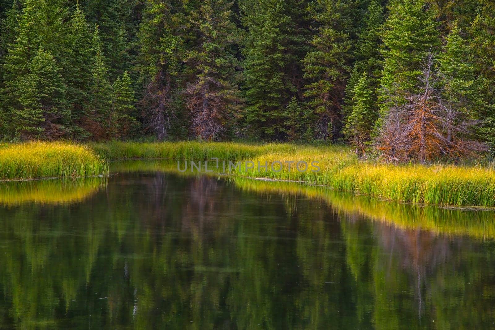 A pond reflects the landscape near Grand Teton National Park, Wyoming