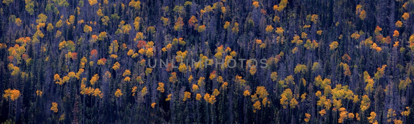 Fall colors have arrived at an aspen tree forest in Dixie National Forerst,  Utah