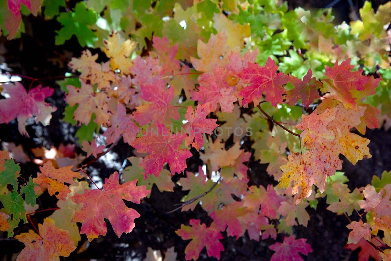 Maple leaves show their fall colors in a rural area of SOUTHERN UTAH.