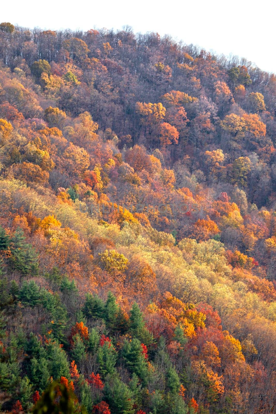 Fall colors have arrive along Virginia's Blue Ridge Parkway.