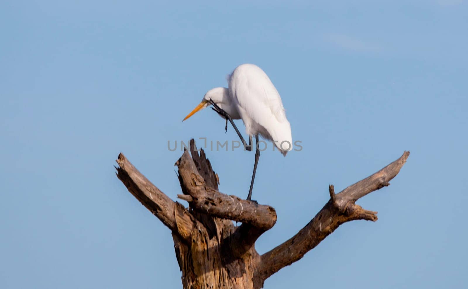 Giant Egrets at Chincoteague National Wildlife Refuge, Virginia