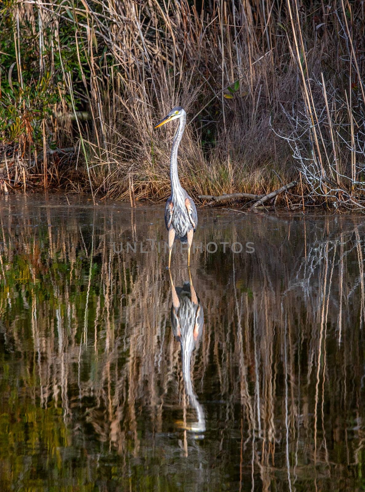 A Great Blue Heron on the prowl at Chincoteague National Wildlife Refuge, Virginia