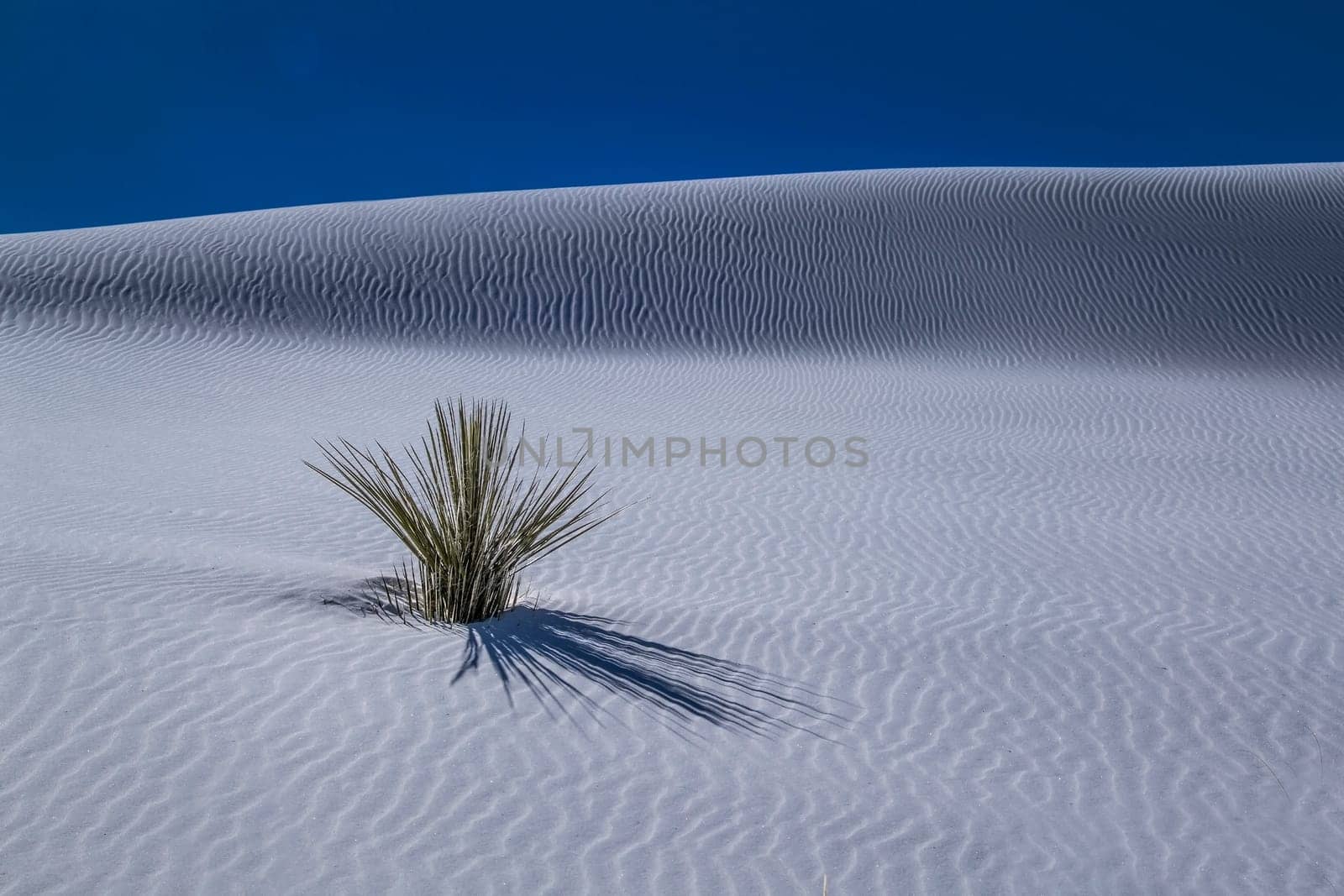 Lines appear at the sand dunes of White Sands National Monument, New Mexico