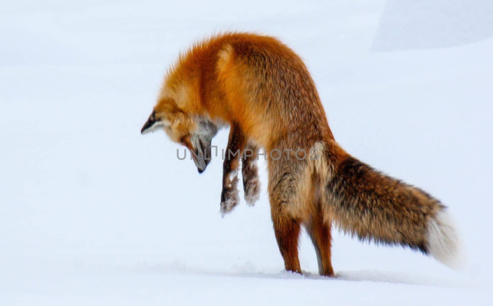 A Red Fox is searching for voles or mice during winter at Yellowstone National Park, Wyoming