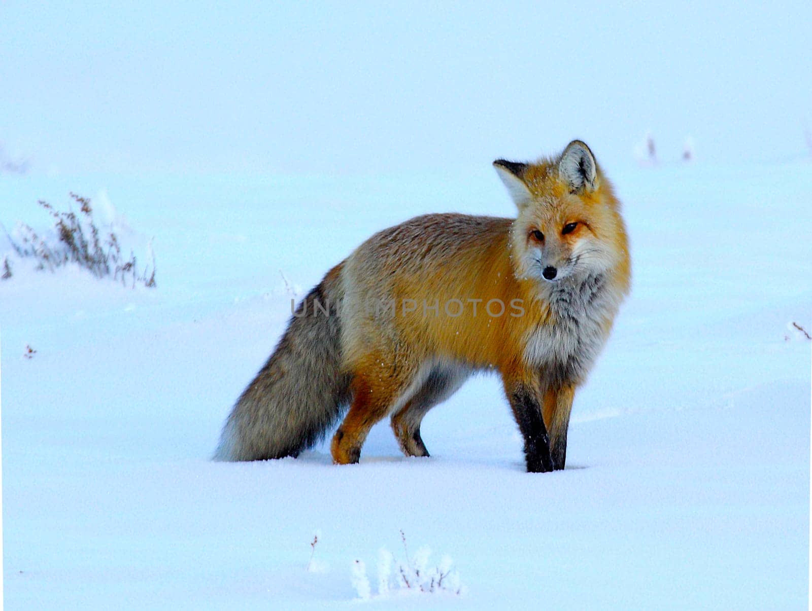 A red fox is on the prowl during winter at Yellowstone National Park's Hayden Valley,Wyoming