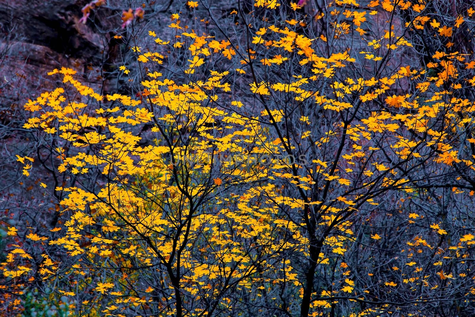 Fall colors have arrived at Zion National Park, Utah