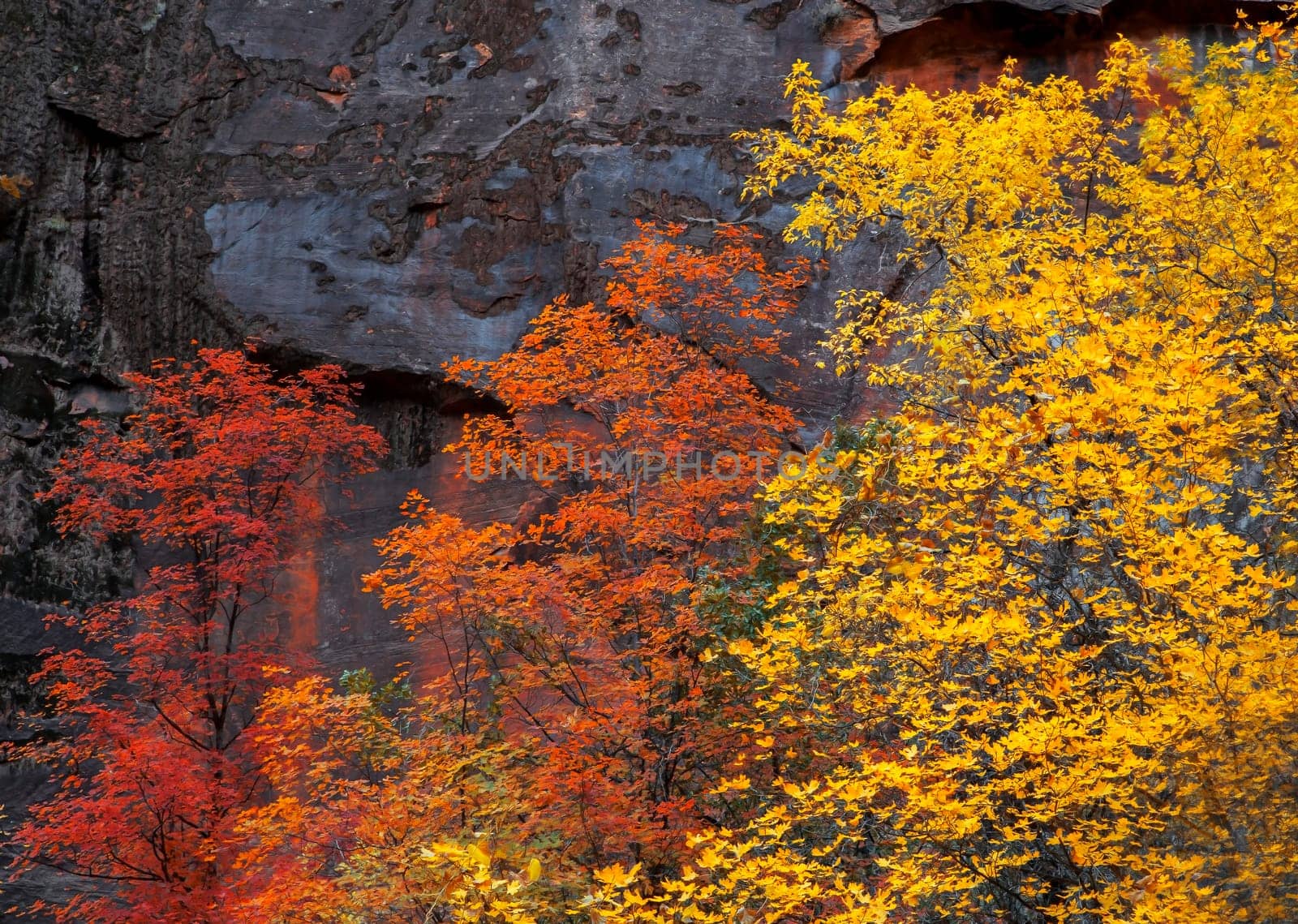 Zion Autumn by Dawn2Dawn